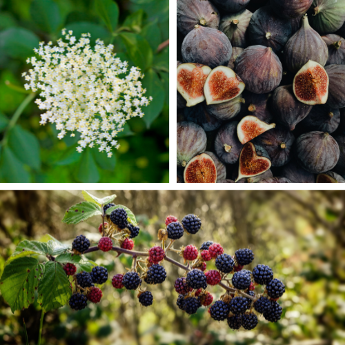 La cueillette du mois de septembre