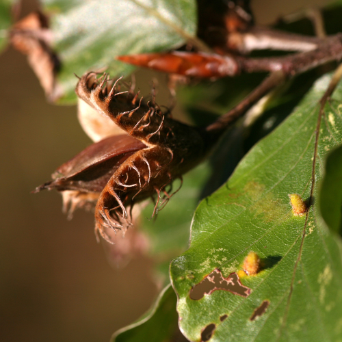 La faine du hêtre : récolte, conservation et utilisations en pâtisserie