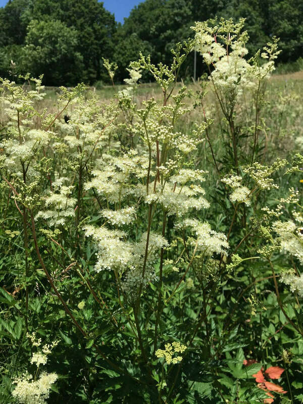 Les fleurs de la reine des prés : l'aspirine végétale