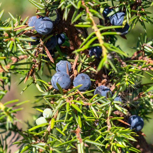 Les cônes de genévrier : le joyau du gin 