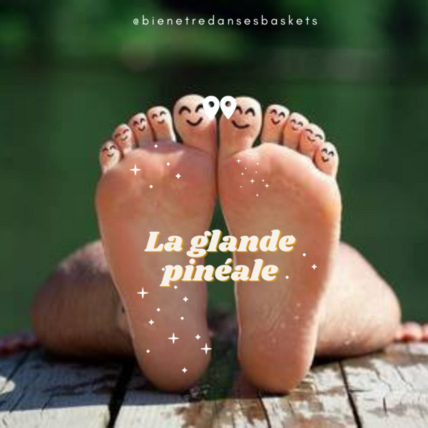 Pourquoi stimuler la glande pinéale en réflexologie plantaire. Partie 2