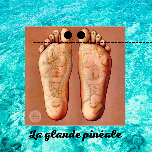 Pourquoi stimuler la glande pinéale en réflexologie plantaire ?