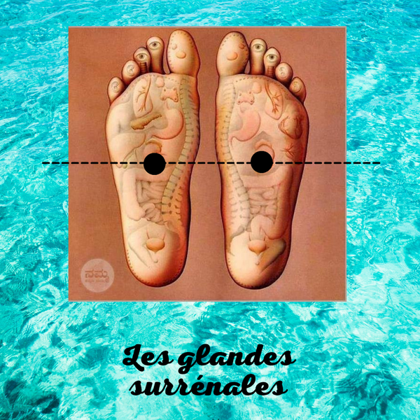 Pourquoi stimuler le point réflexe des glandes surrénales en réflexologie plantaire ?