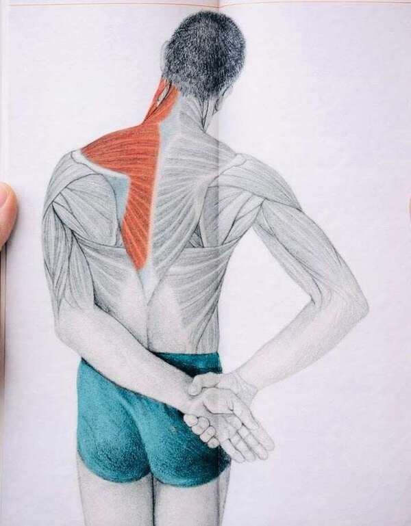 l'étirement du trapèze