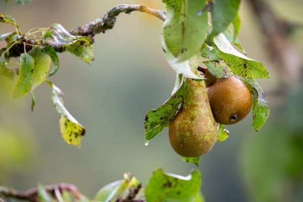 Aides couplées végétales : du nouveau pour la catégorie « Fruits transformés »