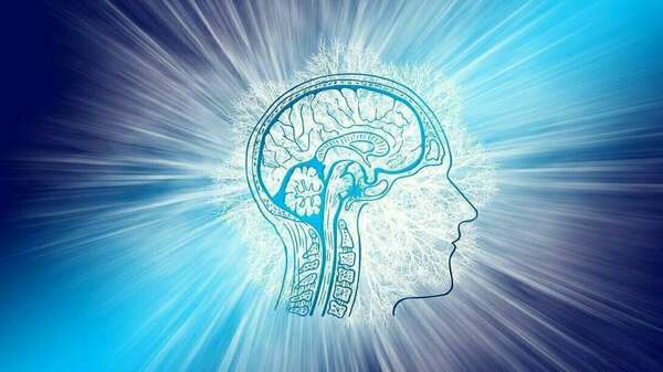 Savais-tu que ton cerveau était divisé en trois parties ? 