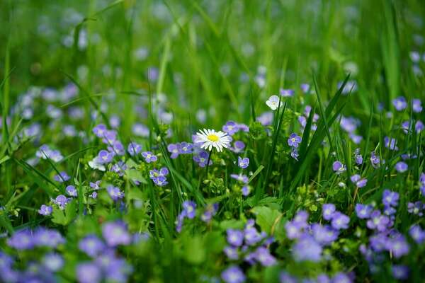 Les bases de la naturopathie