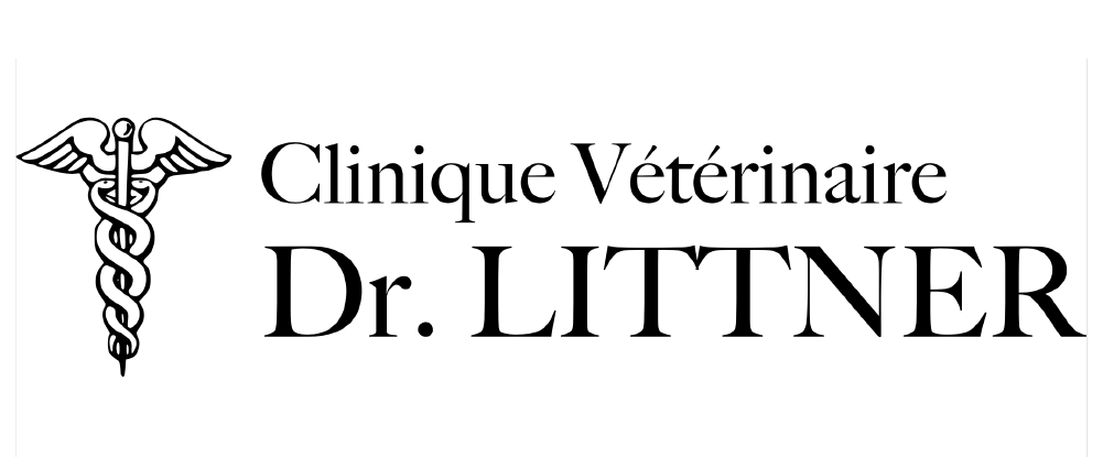 Dr Littner