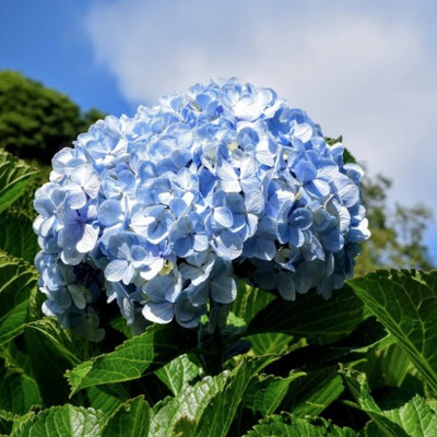 Avis Azores Réceptif - Famille Lacouture