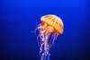 meduse