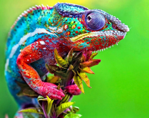 Le faux self chez les hypersensibles / HPI