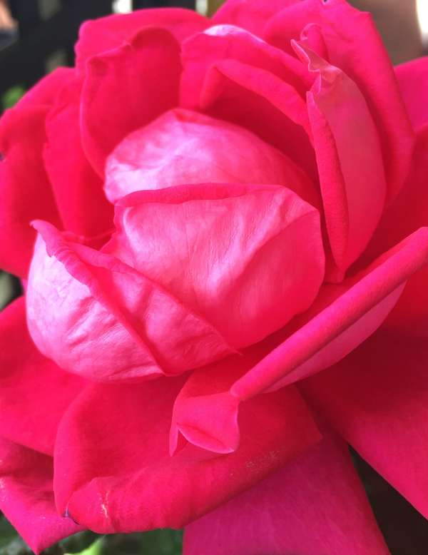 Le rôle fondamental des émotions