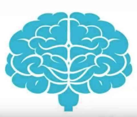 La plasticité du cerveau