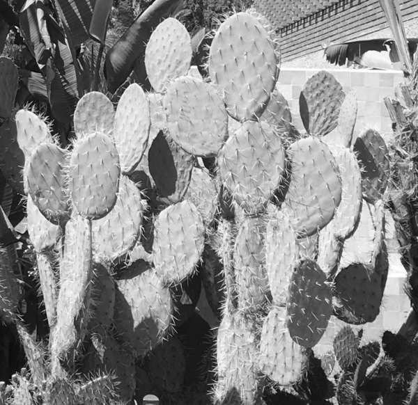 Le stress, une maladie très contagieuse