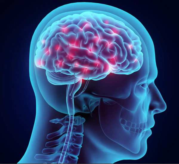 Qu'est-ce que le système nerveux autonome ?