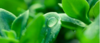 environmentally_aaflaprovidence_green