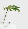 Feuille de Monstera dans un vase en verre illustrant la complémentarité en bien-être et santé