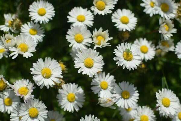 MACERAT HUILEUX DE PAQUERETTES