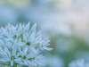 Naturopathie