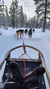 Personne en luge tirée par chiens dans paysage hivernal