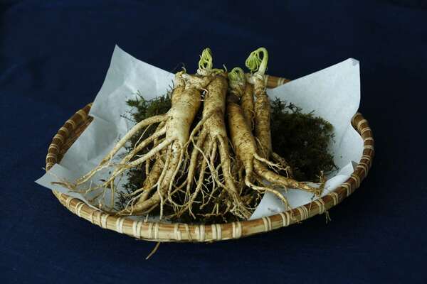 LE GINSENG : UN ALLIE A NE PAS NEGLIGER POUR VOTRE FONCTION HEPATIQUE