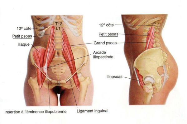 LE MUSCLE PSOAS
