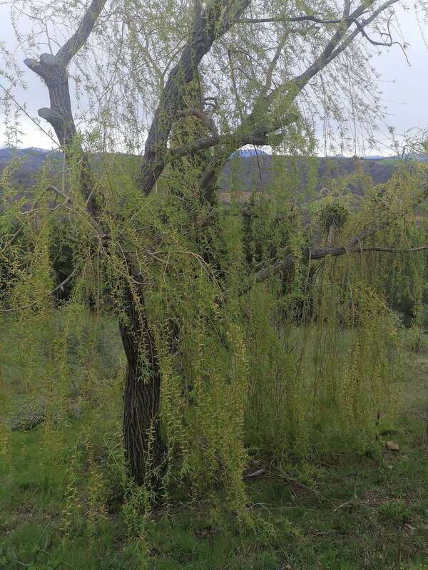 Le Saule, le Vent et nous