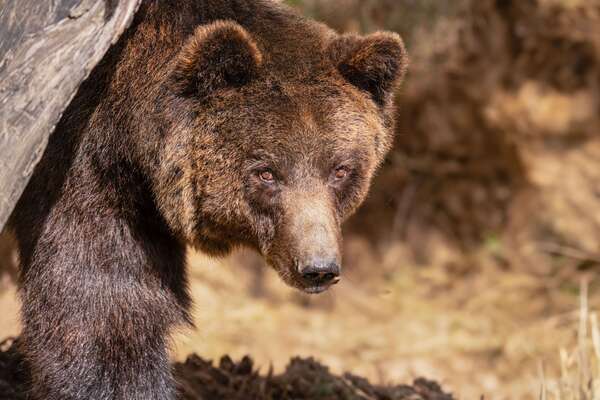 Lorsque l'ours paraît