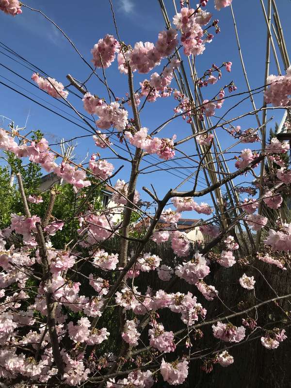 Solidarité confinement