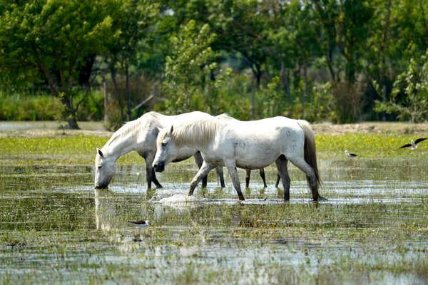 Conciergerie location saisonnière dans le Gard : Camargue, Cévennes, Uzès et alentours