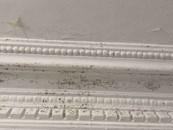Pourquoi le plafond de votre salle de bain moisit-il ? Et comment y remédier ?