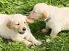 Reproduction Canine