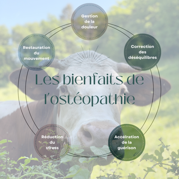 Quand l’ostéopathie soulage nos animaux : de la vache au chat, une approche douce et efficace