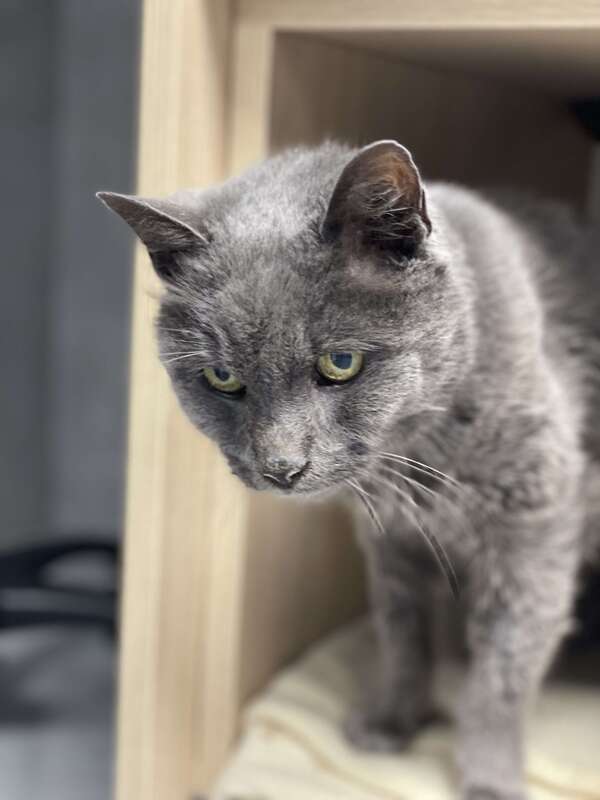 VOTRE ANIMAL POURRAIT-IL SOUFFRIR D'ARTHROSE ?