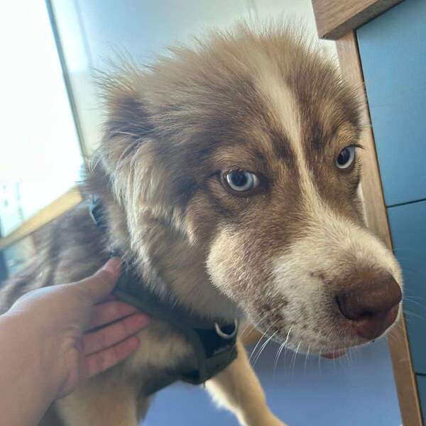 Quand consulter un vétérinaire suite à une piqûre d’insecte ?