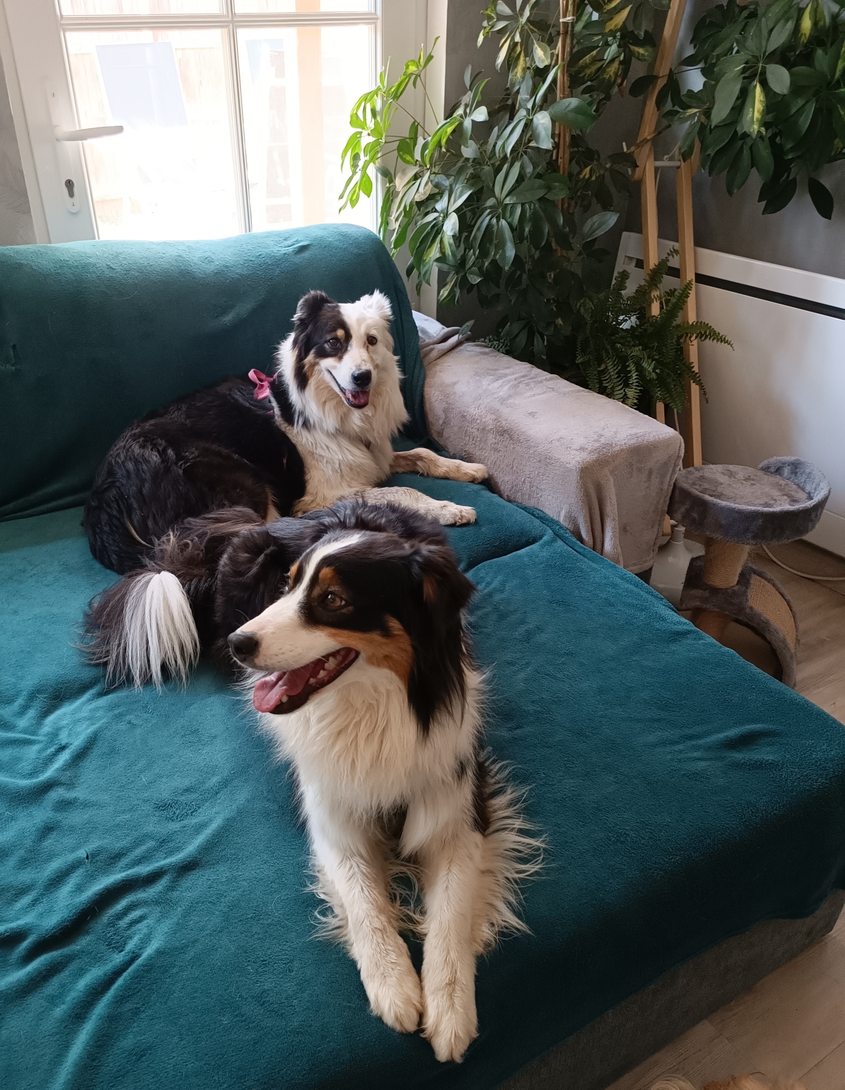 Pension canine familiale securisé