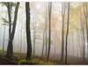 Forêt brumeuse avec arbres sans feuilles et feuilles mortes dans un cadre paisible à Pontoise