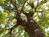 photo d'arbre