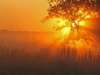 photo d'arbre coucher de soleil