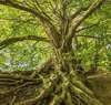 arbre près d un banc au bord d une eau calme
