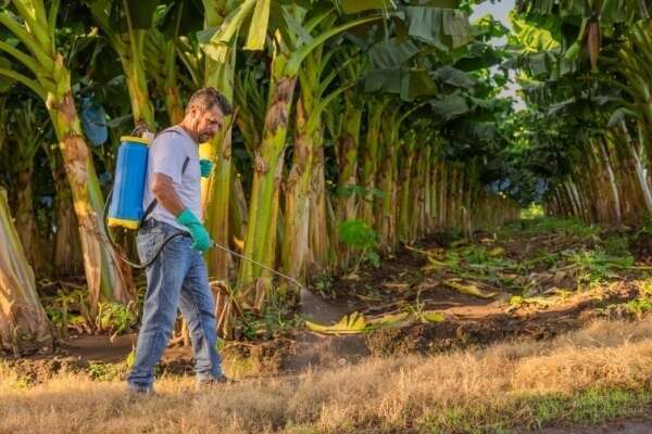 Chlordécone : un portail pour centraliser les informations et les solutions