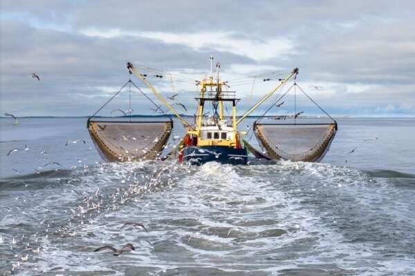 Déclaration des activités de pêche : passage à la déclaration électronique ?