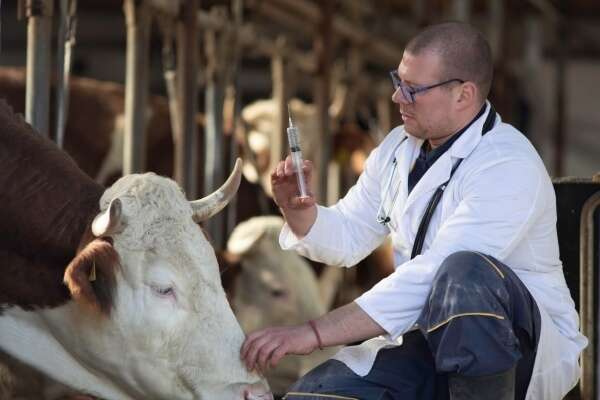 Agriculture : le point sur les épidémies