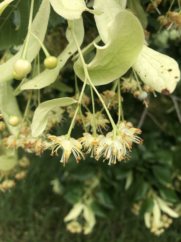 CUEILLETTE  FLEURS DE TILLEUL dimanche 7 juin 2020 au château Laborde Saint Martin