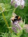 Abeille qui butine