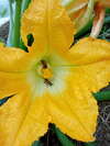 Fleur de courgette