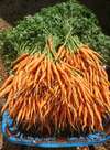 Carottes