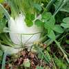 Plantation de FENOUILS