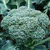 Brocoli maraichers auberdiere