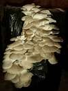 pleurote grise